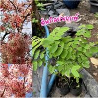 ราคา ต้นกัลปพฤกษ์ ชุด4ถุง89บาท ต้นพร้อมปลูก (51308508013)