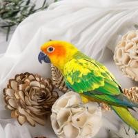 ราคา Natural Bird Foraging Toys ของเล่นนกแก้ว หวายเท้า-คว้านกของเล่นสําหรับนกค๊อกคาเทลคอนัวร์ (55957600446)