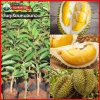 ราคา ทุเรียนหมอนทอง ต้นกล้าทุเรียนไทย สูง 60 - 80 ซม. ทุเรียนสุดอร่อย ผลไม้เพียบ (20944039581)