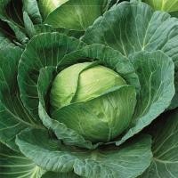 ราคา 300 เมล็ด กะหล่ำปลี กะหล่ำใบ กะหล่ำปลีเขียว Cabbage Seeds สายพันธุ์ Brunswick (42823775754)
