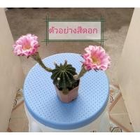 ราคา แคคตัสดาวล้อมเดือน​ ดอกสีชมพูสวยๆ (17359138562)