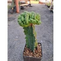 ราคา Euphorbia obesa cristata กราฟ (โอเบซ่าคริส) (แคคตัส ,cactus ,ยูโฟเบีย) (22075318668)
