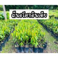 ราคา ต้นอโศกอินเดีย ปลูกทำแนวรั้ว ไม้ยืนต้น (27752502301)