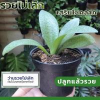 ราคา รวยไม่เลิก พร้อมกระถาง ต้นไม้มงคล ต้นรวยไม่เลิก ไม้มงคล ปลูกในร่ม ชื่อมงคล (16862060666)