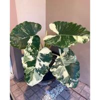 ราคา บอนกระดาดด่างขาว Alocasia macrorrhizos Variegated (20534969415)