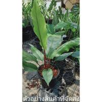 ราคา (ขาย ต้นพันธุ์) ต้น โชคเก้าชั้นดำ โชคเก้าชั้น ดำ ไม้พารวย (6580245849)