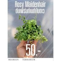 ราคา ต้นเฟิร์นก้านดำใบดาว Rosy Maidenhair (23489863201)