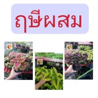 ราคา ฤษี​ผสม​ ต้นฤษีผสม ไม้ใบหลากหลายสีสัน​ ใบสีสวย​ ต้นฤษี​ผสม​ (15100371668)