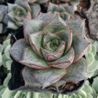 ราคา preorder กุหลาบหิน Echeveria Purpusorum (42217922675)