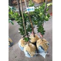 ราคา ส้มเช้งแคระ ต้นขนาด40ซม. (25584918163)