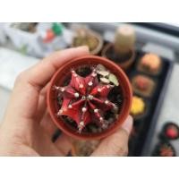 ราคา แคคตัส​ ยิมโนคาลิเซียมไม้ด่างหัวสี​ GYMNO​ CALYCIUM​ CACTUS​ (10709662599)