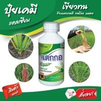 ราคา แตกกอ ข้าวแตกกอ ต้นแข็ง ต้นเขียว ใบตั้ง ข้าวสมบูรณ์ ส่งฟรีเก็บเงินปลายทาง (16201696887)