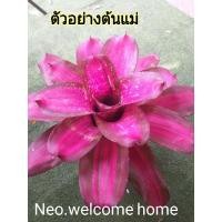 ราคา หน่อตัดสดสับปะรดสี Neo.welcome home จำนวน1หน่อ (23556426872)