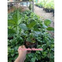 ราคา (ชุด 3 ต้น) ต้นเนียมอ้มหรือเนียมหอม สมุนไพรโบราณ (41475109240)