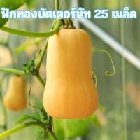 ราคา เมล็ดพันธุ์ฟักทองบัตเตอร์นัท 25 เมล็ด (43629736417)