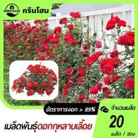 ราคา กุหลาบเลื้อยอังกฤษ 20 เมล็ดงอกง่ายพุ่มใหญ่ดอกดกสวย (26624654402)