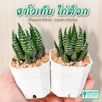 ราคา ฮาโวเทีย ไก่ต็อก (Haworthia coarctata) ไม้อวบน้ำ Succulent (50754787226)