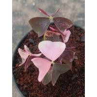 ราคา ผีเสื้อราตรีด่าง (Oxalis triangularis Variegated) (55009121372)