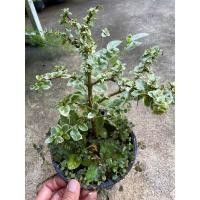 ราคา ต้นเพรมน่าด่าง กระถาง 5" โคนใหญ่ๆไม้ทำบอนไซ (22874400385)