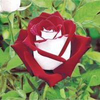 ราคา 10 เมล็ด กุหลาบ Rose Seeds ราชินีแห่งดอกไม้ สายพันธุ์ Osiria สีขาวแดง (24554413809)