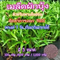 ราคา เมล็ดผักบุ้ง,เมล็ดผักบุ้งงอก ทำต้นอ่อน ต้นโต้ได้ สายพันธ์แก้ว ต้นอ่อนอวบใหญ่ น้ำหนักดี (4355015926)
