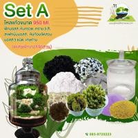 ราคา ชุดจัดสวนSet-A Terrarium-A (22947187037)