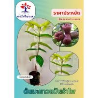 ราคา ต้นชมพู่ทับทิมจัน ผลสีแดงใหญ่ (41224915472)