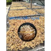 ราคา แคปปองหนังควายสำเร็จรูป1000g พร้อมนำไปทอดเองกรอบอร่อยพองฟู (29528888471)