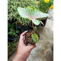 ราคา บอนนกกระทา..ส่งพร้อมกระถาง 3" (12728439254)