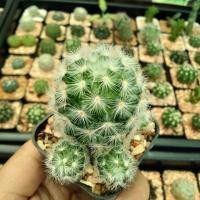 ราคา แมมคามิเน่ขาวMammillaria carmenae (6142121038)