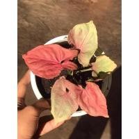 ราคา ส่งฟรี ออมชมพูญี่ปุ่น ออม ชมพู ญี่ปุ่น Syngonium Pick perfection (11533193677)