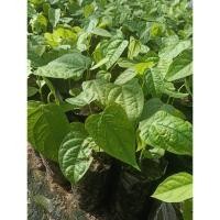 ราคา ต้นผักสาบหรือผักอีนูน (Adenia viridiflora Craib) (43408463067)
