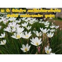 ราคา 20 หัว บัวดินสีขาว ดอกไม้น่ารักขยายพันธ์ง่าย สายพันธ์ candida-แคนดิดา ถูกสุดๆ (16106972162)