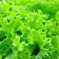 ราคา 100 เมล็ด เมล็ดผัก ผักสลัด สวนครัว Lettuce Seeds สายพันธุ์ Salad Bowl Lettuce (56709085471)