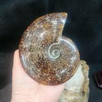 ราคา ฟอสซิลหอย แอมโมไนท์ แอมโมไนต์ ฟอสซิล(Ammonite)ยาว 13.6 ซม.หน้ากว้าง 10.8 ซม.หนา 3.6 ซม.น้ำหนัก 711.4 g. (47308761579)