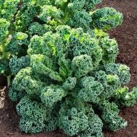 ราคา 100 เมล็ด คะน้า ผักคะน้า Kale Seeds Non-GMO สายพันธุ์ เคลใบหยิก Curly green Kale (45359092145)