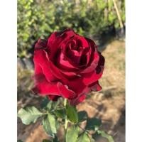 ราคา กุหลาบแดง ( Red Baccara )ดอกใหญ่ ไร้หนาม (26202786151)