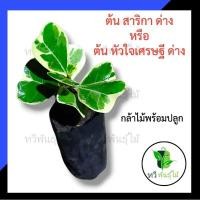 ราคา ต้นสาริกา ด่าง ต้นหัวใจเศรษฐี ด่าง กล้าไม้พร้อมปลูก ไม้ประดับ Tawee Pantmai สาริกาลิ้นทองด่าง หัวใจเศรษฐี (6669481903)