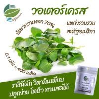 ราคา เมล็ดพันธุ์พืช วอเตอร์เครส (Water Cress)​ (22313978077)
