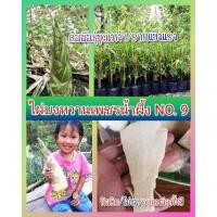 ราคา ไผ่บงหวานเพชรน้ำผึ้งเบอร์9 #ไผ่บงหวานเบอร์9 ไผ่หวานกินดิบได้ ต้นพันธุ์ขุดเหง้าสูง 30-50 ซม.รับประกันพันธุ์แท้ 100% (25060387081)