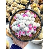 ราคา แมมลูกกอล์ฟ (Mammillaria humboldtii)ฟอร์มกอสวยมาก ดอกชมพูนะคะ (3982884614)