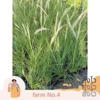 ราคา (ส่งไว) ต้น “หญ้าน้ำพุ” หญ้าประดับสุดฮิต เพิ่มความพลิ้วไหว ละมุนละไมให้สวน (26208081923)