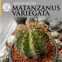 ราคา Melocactus Matanzanus Variegata เมโลแคระด่าง ไม้เมล็ดกระถาง 3 นิ้ว (41272983701)