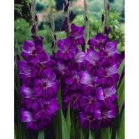ราคา 10 หัว แกลดิโอลัส Gladiolus Gladioli ดอกซ่อนกลิ่นฝรั่ง ดอกคำมั่นสัญญา สายพันธุ์ Gladioli Violetta (27894616976)