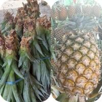 ราคา หนอสับปะรด ปัตตาเวีย 20+1 (41161709206)