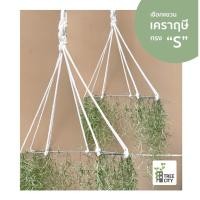 ราคา เชือกแขวนเคราฤษี Spanish moss hanger เคราฤษี ต้นไม้รากอากาศ ตกแต่งบ้าน แต่งสวน แต่งบ้าน แต่งร้าน แต่งคอนโด (11060967186)