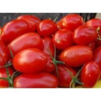 ราคา เมล็ด มะเขือเทศโรม่า วีเอฟ - Roma VF Tomato (131782550)