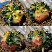 ราคา A​51.450 -​ ยิมโนด่าง ไม้เมล็ด Gymnocalycium Cactus แคคตัส กระบองเพชร ไม้อวบน้ำ ราคาถูก​ ยิมโน Gymno ด่าง ไม้ด่าง ต้นไม้ (13537015287)