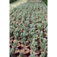 ราคา หูกระต่าย Opuntia microdasys (อ่านรายละเอียดก่อนสั่งนะคะ) (9649537254)