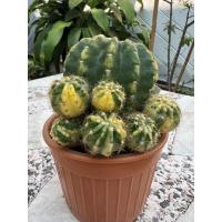 ราคา อิชินอปด่าง ฟอร์มกอ ไม้ชำหน่อ echinopsis ขนาด 2-4 นิ้ว (25725649356)